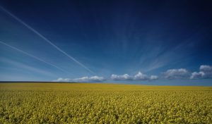 rapeseed Denmark