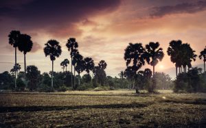 SUNSET CAMBODIA