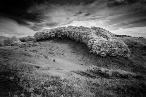 IR photo in roll forest