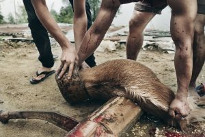 dead goat nepal