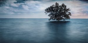 tree in water