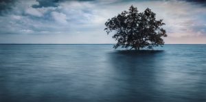 tree in water