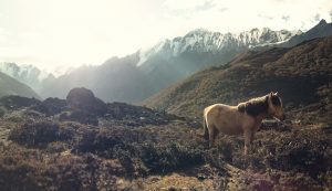 langtang