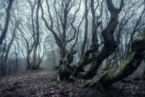 foggy day in rold forest