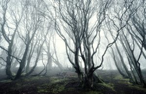 foggy day in rold forest