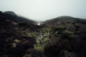 foggy day in rold forest
